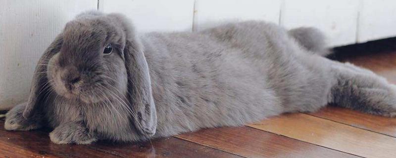 垂耳兔為什么不能養 養垂耳兔為什么后悔