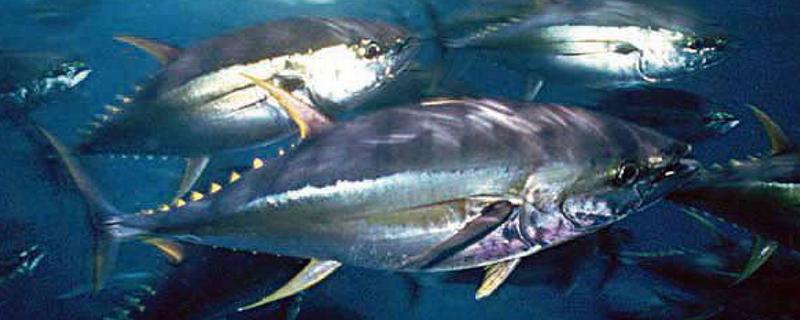 金槍魚是三文魚嗎 大馬哈魚是三文魚嗎