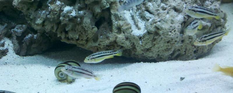 馬鯛魚和慈鯛的區(qū)別是什么 馬鯛魚能活多久