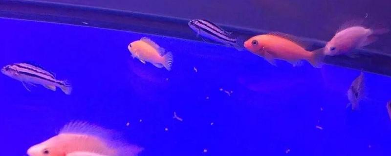 馬鯛魚品種有哪些 馬鯛魚一次生多少小魚