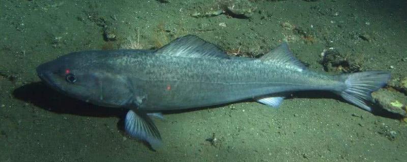 犬牙魚好還是銀鱈魚好 犬牙魚和銀鱈魚的區(qū)別是什么