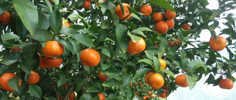 沙糖桔高產栽培技術