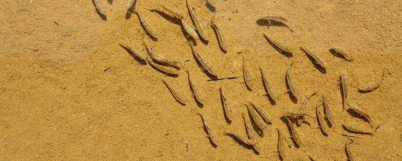 沙漠魚(yú)是什么 沙漠魚(yú)能吃嗎