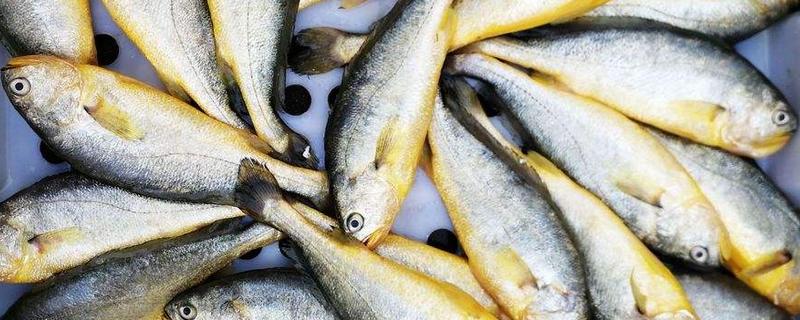 白姑魚和黃花魚的區別是什么 如何識白姑魚和黃花魚