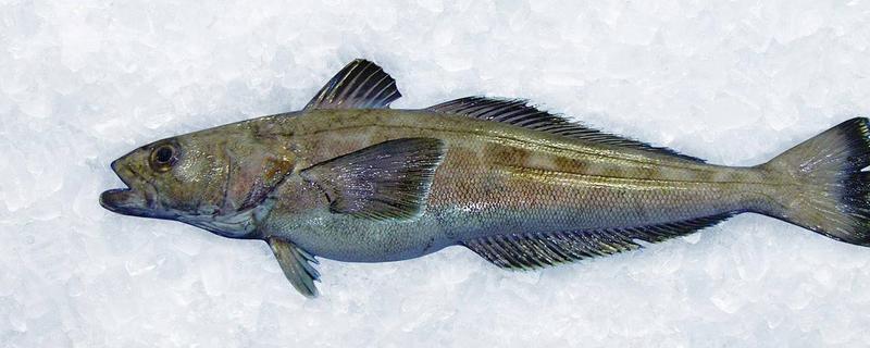 淡水銀鱈魚怎么釣 釣銀鱈魚用什么餌料