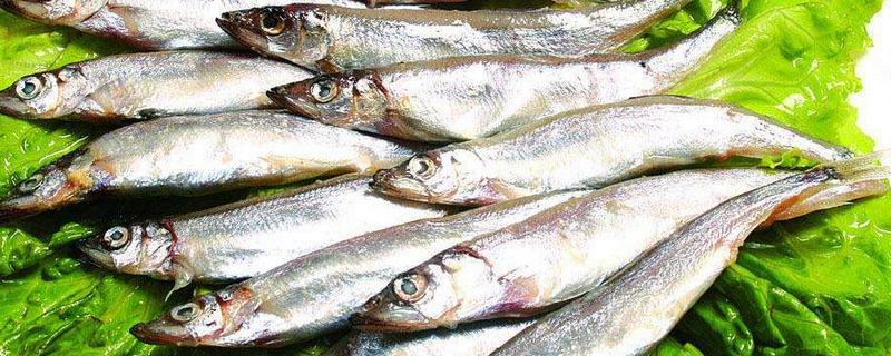 多春魚怎么去內臟 多春魚為什么那么多籽