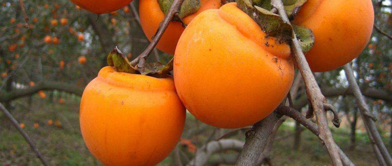 柿子去澀最快的方法