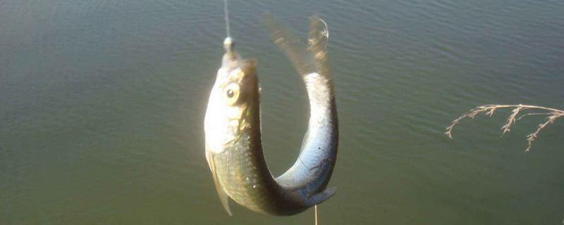 白條魚怎么釣 釣白條魚餌料配方