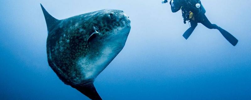 翻車魚的死法是真的嗎 翻車魚能吃嗎