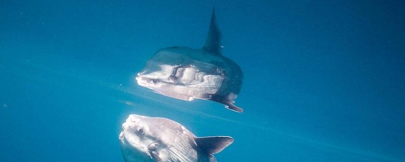 為什么漁民怕翻車魚(yú) 抓到翻車魚(yú)為什么要放生