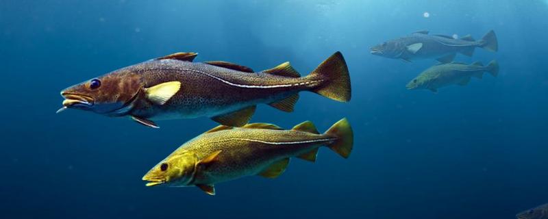 鱈魚是明太魚嗎 明太魚和鱈魚的區(qū)別是什么