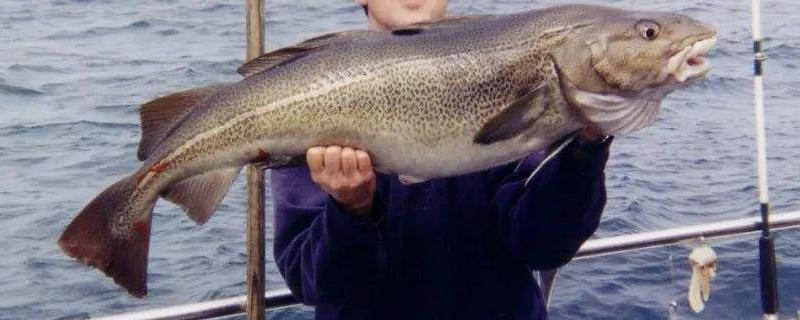 鱈魚(yú)有鱗嗎 鱈魚(yú)是咸的嗎 鱈魚(yú)有幾種