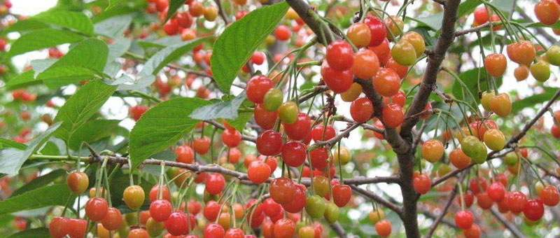 櫻桃樹的栽培技術