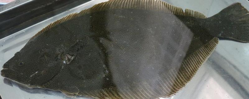 多寶魚怎么殺 多寶魚如何洗干凈