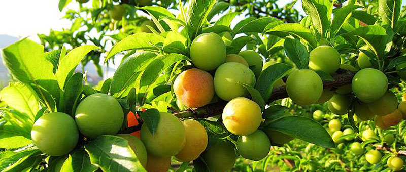 李子品種大全及介紹