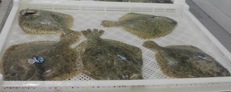 多寶魚是海魚還是淡水魚 多寶魚是海鮮嗎