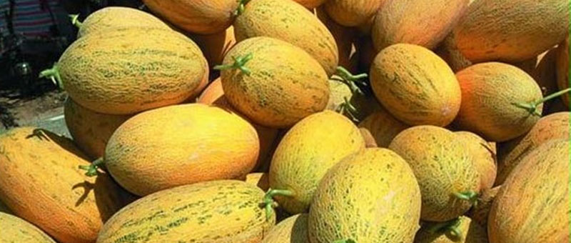 哈密瓜的種類(lèi)