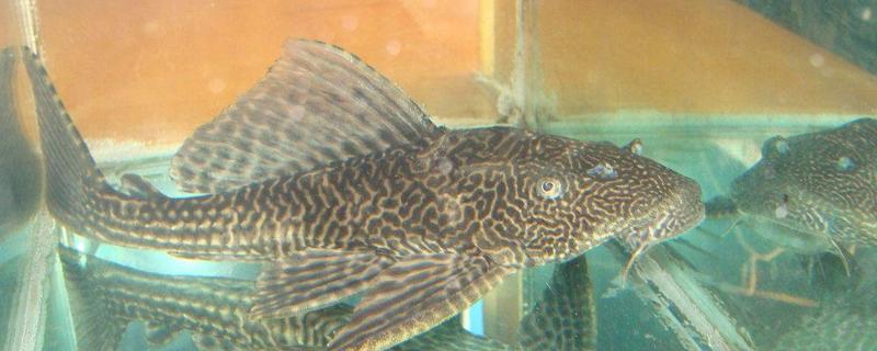 清道夫魚天敵是誰 鸚鵡魚為什么吃清道夫魚