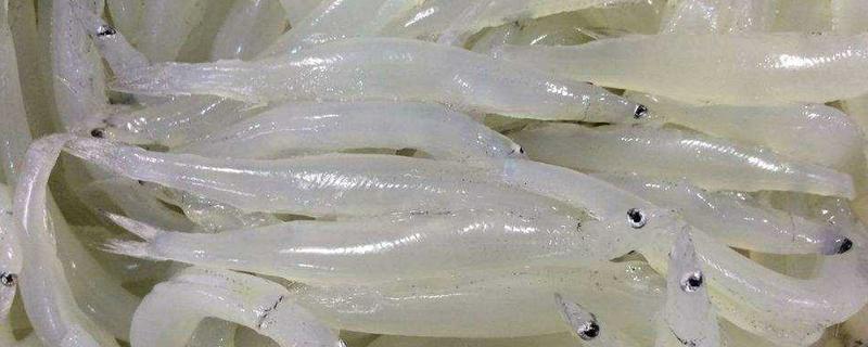 銀魚產(chǎn)地在哪里 銀魚干要泡多久