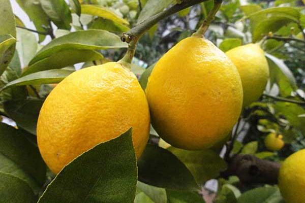 檸檬的種類