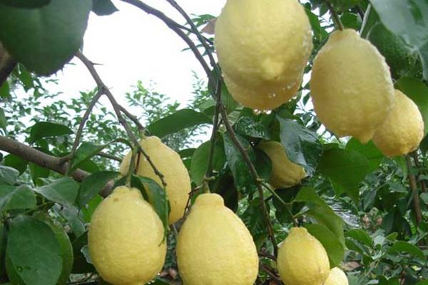 檸檬的種類