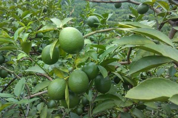 檸檬的種類