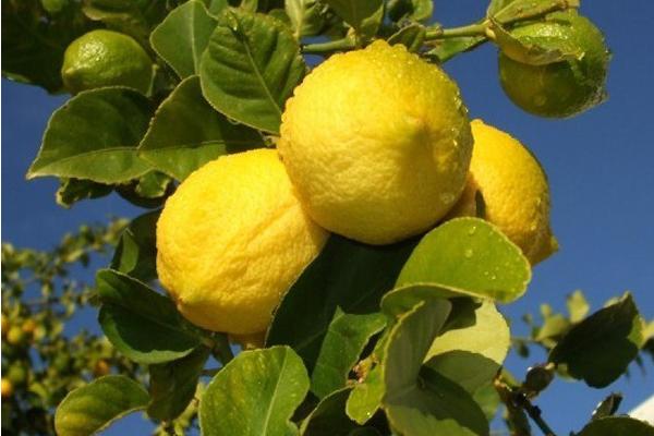 檸檬的種類
