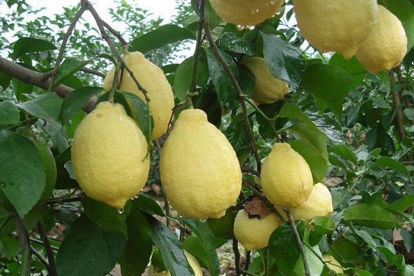 檸檬的種類