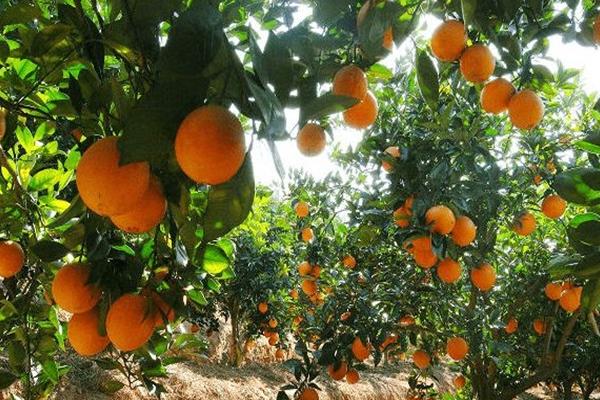 臍橙種植條件