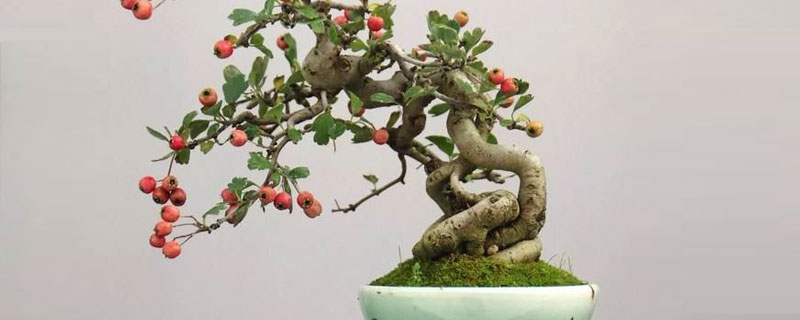 山楂盆栽種植方法