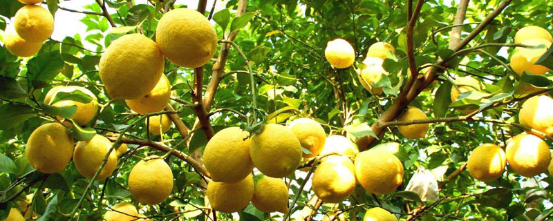 檸檬北方能種嗎