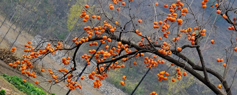 柿子幾個月成熟