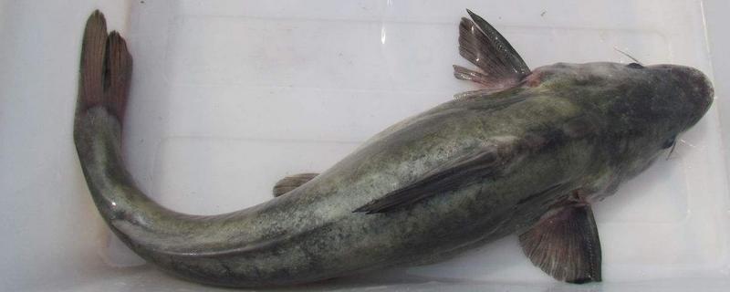 鮰魚是什么魚 鮰魚臟嗎 鮰魚刺多嗎