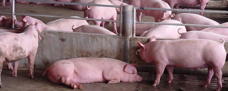 二元豬好還是三元豬好 二元豬和三元豬的區別是什么