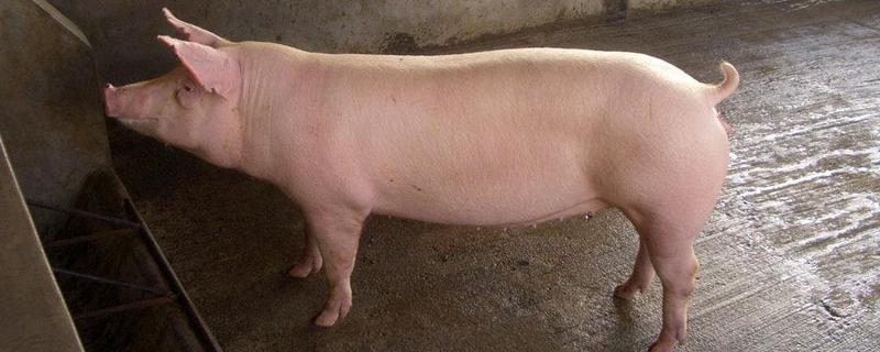 什么是三元豬 內(nèi)三元豬和外三元豬的區(qū)別是什么