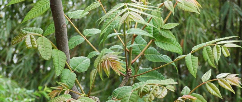 香椿種植經濟效益分析