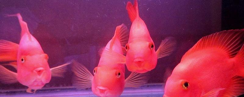 鸚鵡魚好養(yǎng)嗎 鸚鵡魚養(yǎng)幾條最旺財(cái)