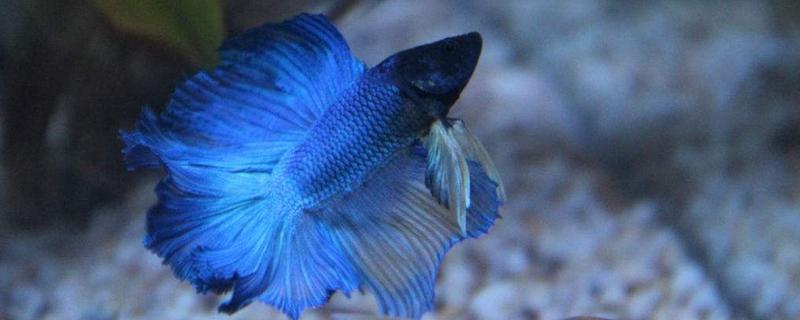 斗魚壽命有多長 斗魚能長多大