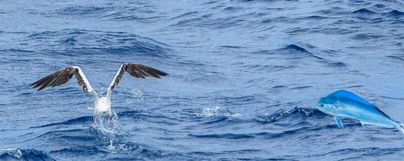 海里的飛魚市場(chǎng)價(jià)格多少錢一斤 飛魚能吃嗎