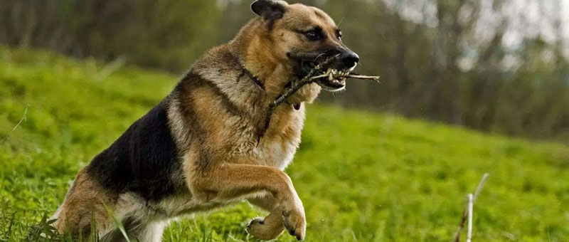 狗吃洋蔥中毒解決方法