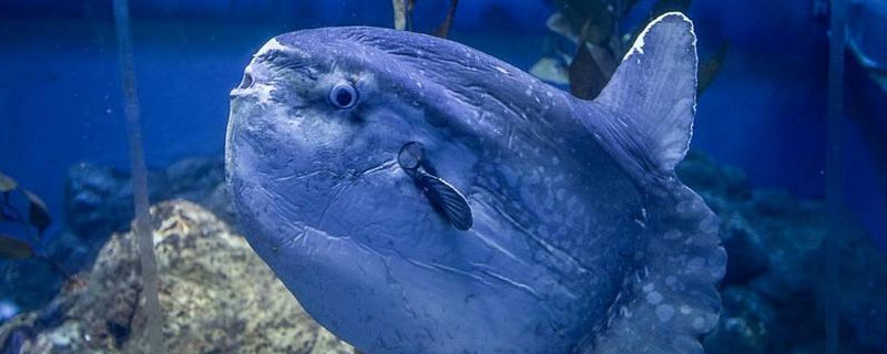 翻車魚是什么魚 翻車魚特點及介紹