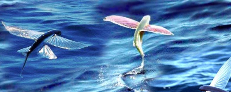 飛魚(yú)是什么魚(yú) 飛魚(yú)特點(diǎn)及介紹