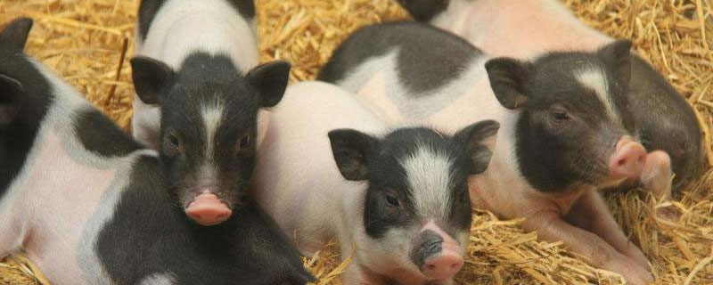 小香豬好養嗎 為什么小香豬銷售難