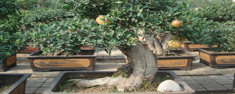 石榴樹樁盆景制作技巧