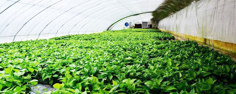 農村干什么能致富