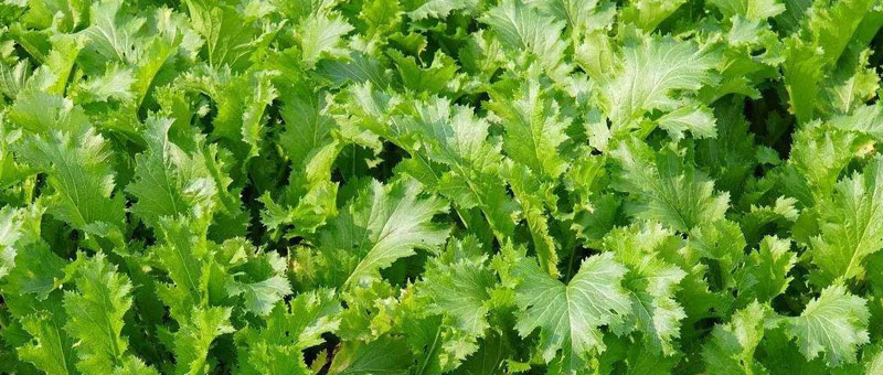 雪里紅是什么菜