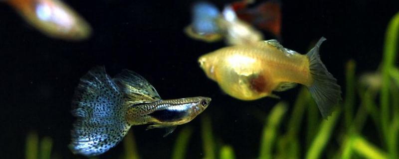 風(fēng)水魚有哪些 風(fēng)水魚養(yǎng)幾條好旺財(cái)