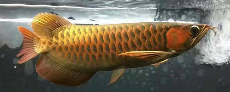 龍魚掉眼怎么辦 龍魚撞缸處理辦法