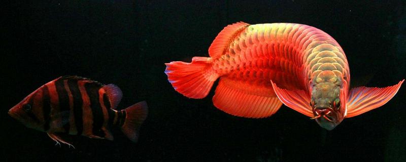 龍魚配什么魚最上檔次 龍魚和什么魚混養(yǎng)最好