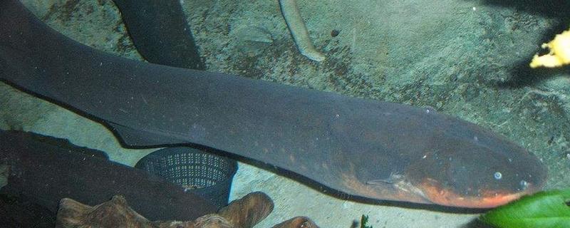 電鰻為什么會放電 電鰻放電原理 電鰻能電死人嗎